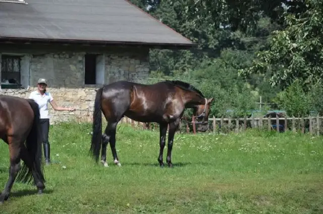 Stadnina koni Arabka: najlepsze usługi jazdy konnej w Mysłowicach