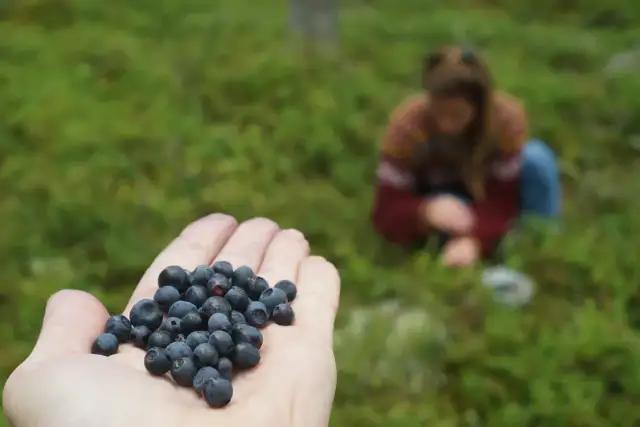 Ile można zarobić na jagodach? Realny zysk w 2024/2025