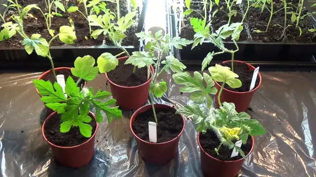 Jak sadzić arbuza w doniczce, aby uniknąć najczęstszych błędów