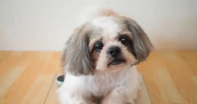 Jaki pies nie gubi sierści? Oto rasy idealne dla alergików