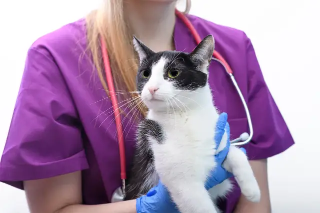 Szczepienie kotka: Klucz do zdrowia. Kiedy i przed czym chronić?