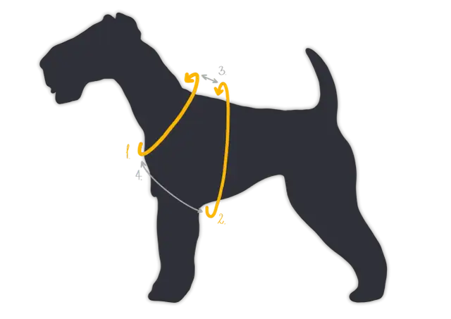 Schematyczne wskazówki, jak zmierzyć psa w kłębie. Linie pokazują, gdzie przyłożyć miarkę, by uzyskać prawidłowy pomiar.