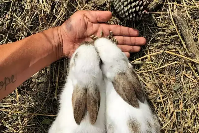 Co jedzą 3 tygodniowe króliki? Kluczowe pokarmy dla zdrowego wzrostu