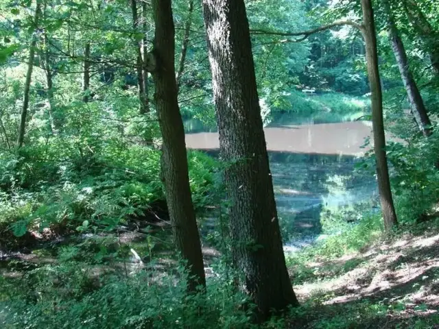 Spokojny zakątek rezerwatu przyrody Las Łagiewnicki. Drzewa odbijają się w wodzie, tworząc malowniczy krajobraz.