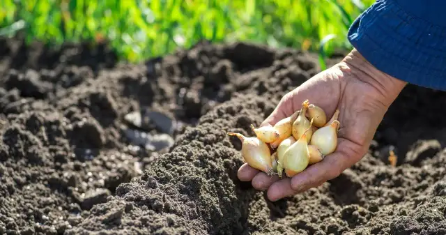 Kiedy sadzimy cebulę do gruntu? Poznaj najlepsze terminy i porady