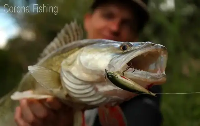 Kolor plecionki na szczupaka: Co widzi ryba, a co wędkarz?