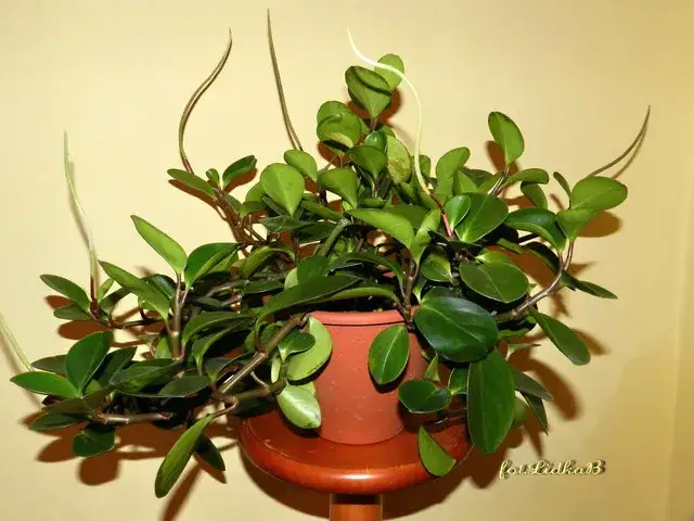 Twoja peperomia nie kwitnie? Poznaj sekret "mysich ogonków"!