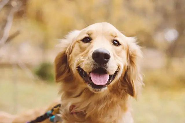 Czy golden retriever gubi dużo sierści? Oto co musisz wiedzieć
