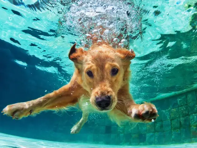 Jak pływać pieskiem? Prosty poradnik dla początkujących