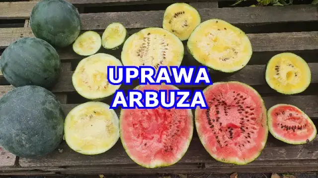 Jak skutecznie uprawiać arbuz Rosario F1 w polskim klimacie