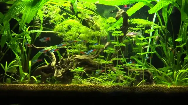 Jakie podłoże do akwarium z neonkami zapewni zdrowe ryby?