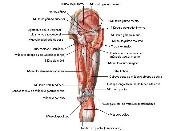 Los músculos cadera lateral: funciones, ejercicios y lesiones comunes