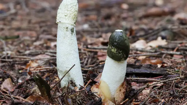 Gdzie kupić sromotnik bezwstydny nalewka – najlepsze oferty i ceny