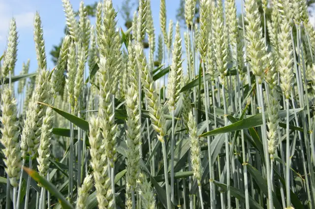 Kiedy siać pszenicę ozimą, aby uniknąć problemów z plonami?