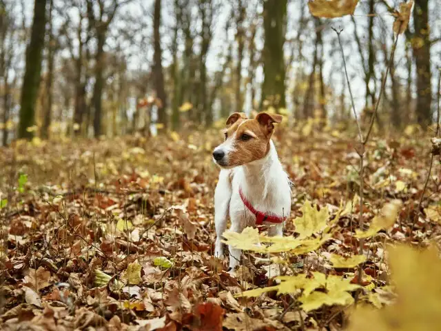 Jak uszyć szelki bezuciskowe dla psa i zapewnić mu komfort