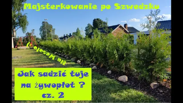 Jak prawidłowo sadzić tuje na żywopłot – uniknij błędów i ciesz się gęstym żywopłotem