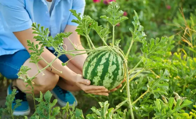 Uprawa arbuzów w Polsce: Poradnik krok po kroku do soczystych owoców