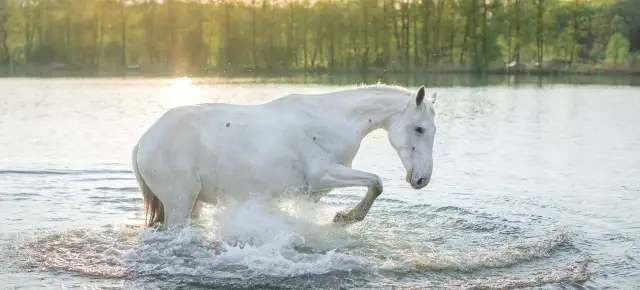 Stadnina Koni Ochaby: Hodowla, jazda, atrakcje. Zaplanuj wizytę!