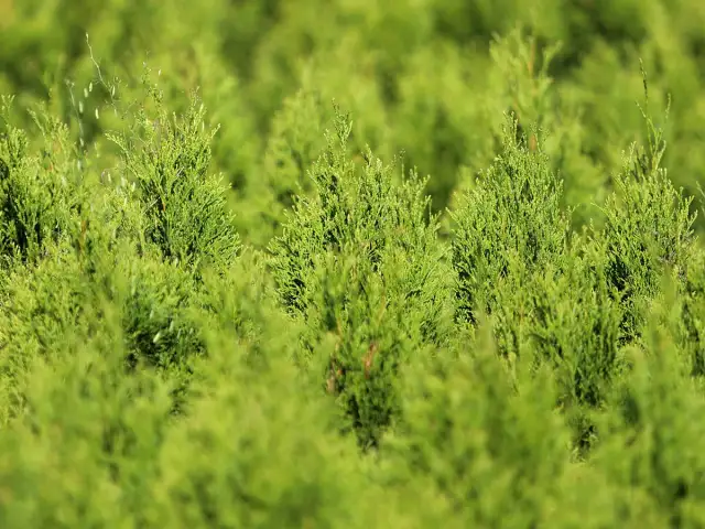 Czy tuja jest trująca dla dzieci? Ważne informacje o bezpieczeństwie