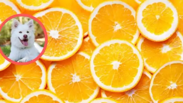 Czy pies może jeść pomarańcze? Sprawdź, co musisz wiedzieć!