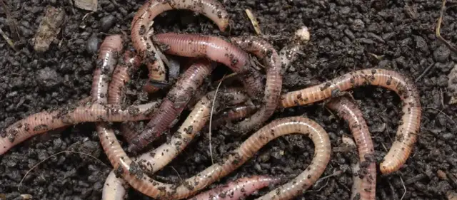 Jak zrobić humus nawóz - łatwy sposób na naturalny nawóz z dżdżownic