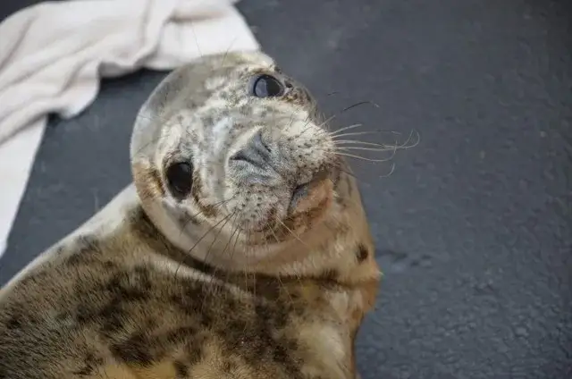 Fokarium w Helu: zakaz wprowadzania psów i co warto wiedzieć