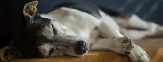 Ile kosztuje zabieg eutanazji psa? Poznaj ceny i ukryte koszty