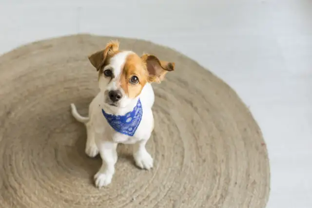 Uroczy szczeniak w bandanie czeka na wskazówki, jak nauczyć szczeniaka sikania na dworze.