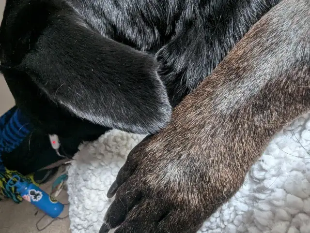 Zmiana koloru sierści u szczeniaka: Naturalne czy problem?