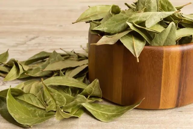 Liść laurowy właściwości - Co naprawdę daje i jak go mądrze stosować?