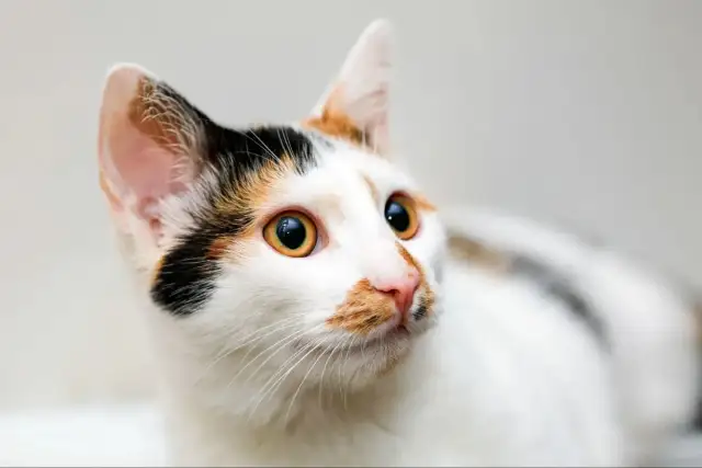 Cuánto vive un gato y qué factores afectan su longevidad