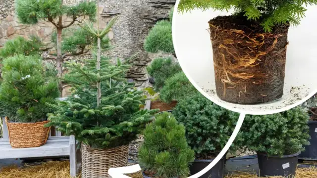 Kiedy sadzić choinkę do gruntu, aby uniknąć przemarznięcia?