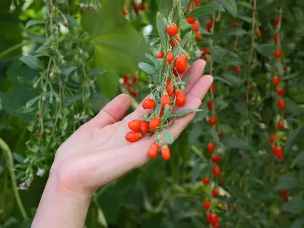 Jak sadzić jagody goji - proste kroki do udanej uprawy
