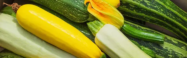 Co ugotować z cukini - 10 prostych przepisów, które zachwycą smakami