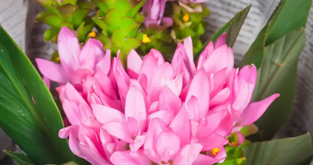 Jak uprawiać kurkumę w domu - proste kroki i cenne wskazówki