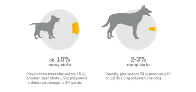 Pies a surowe mięso: Bezpieczeństwo, ryzyko, zasady BARF poradnik