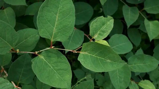 Rdestowiec chwast: jak skutecznie zwalczyć inwazyjną roślinę?