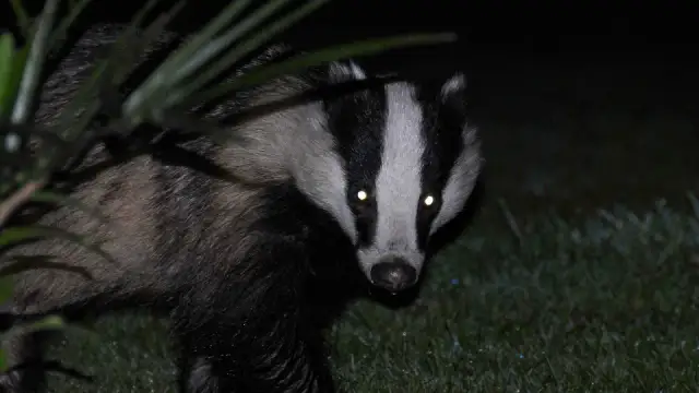 Zwierzęta nocy: fascynujące cechy i przystosowania do ciemności