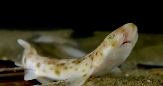 Jakie rekiny żyją w Bałtyku? Odkryj ich rodzaje i zagrożenia