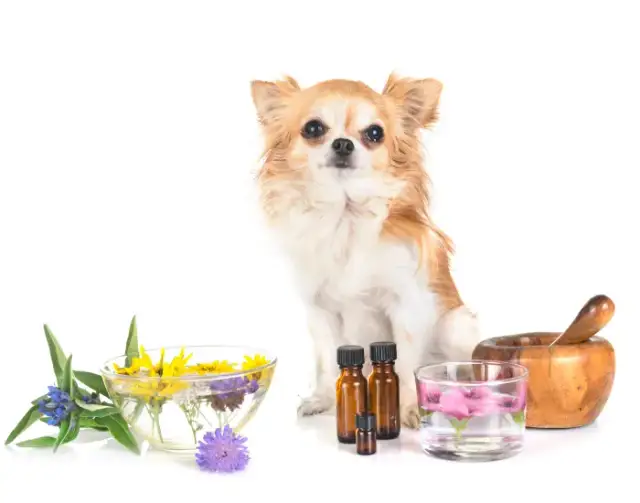 Pies ma zaparcia? Olej parafinowy: dawkowanie, działanie i bezpieczeństwo