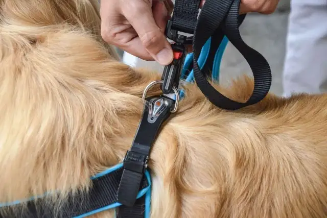 Obroża czy szelki – co lepsze dla bezpieczeństwa i komfortu psa?