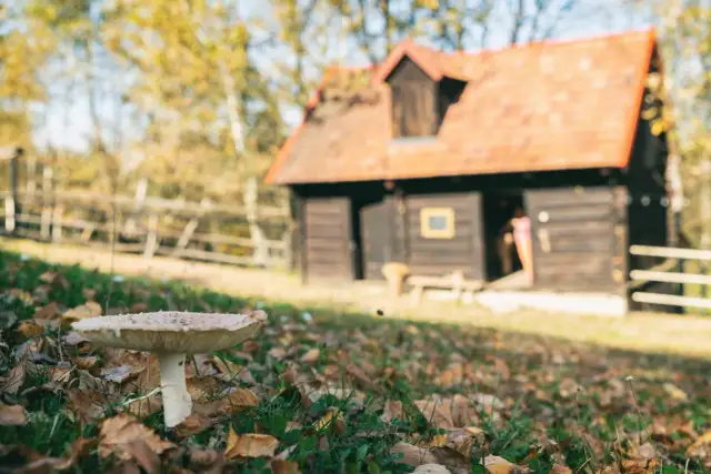 Bacówka Biały Jeleń: Noclegi, atrakcje, wesela. Czy to Twoje miejsce?