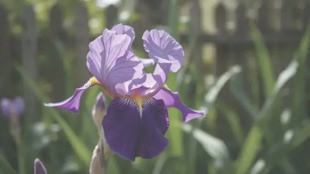 Kiedy sadzić irysy? Optymalny termin dla pięknych kwiatów