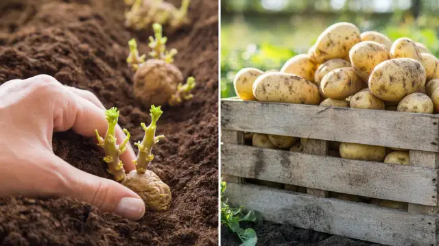 Dłoń sadzi kiełkujące ziemniaki, obok skrzynia pełna ziemniaków.