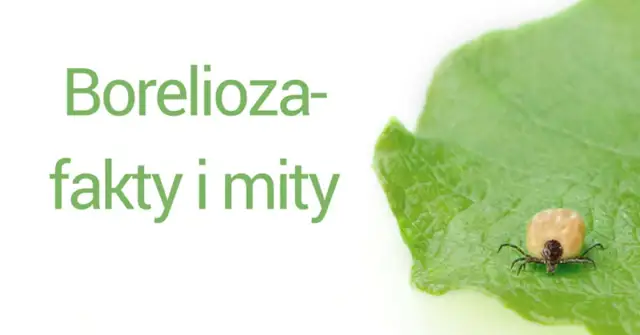 Borelioza: Jak się chronić? Fakty, mity i skuteczna profilaktyka
