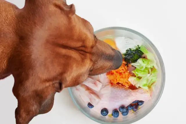 Czy szczeniak może jeść surowe mięso? Bezpieczeństwo i zalety tej diety