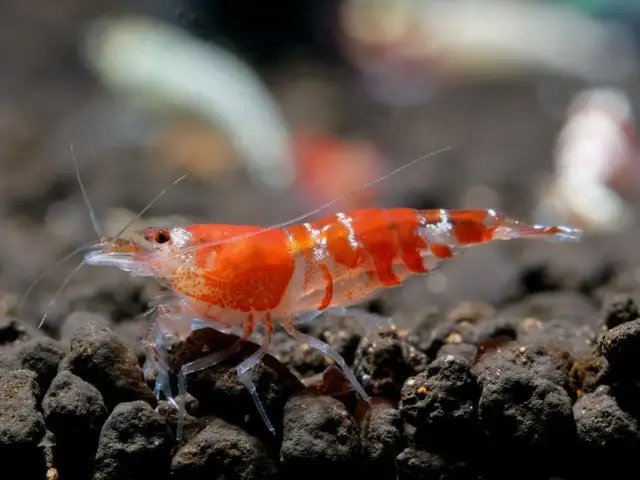 Czerwona krewetka z białymi pasami na ciemnym podłożu w akwarium.