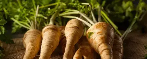 Czy pies może jeść korzeń pietruszki? Sprawdź, co warto wiedzieć