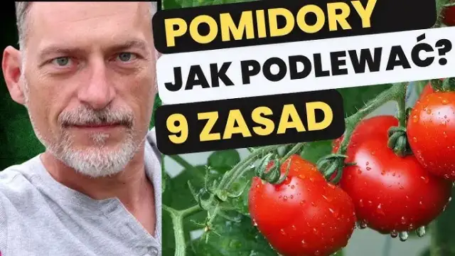 Jak podlewać pomidory w doniczkach, aby uniknąć ich usychania?