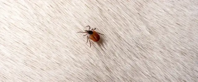 Jak pozbyć się kleszcza u psa - skuteczne metody i porady po usunięciu